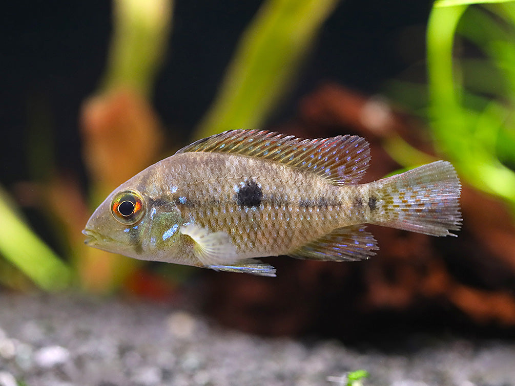 South & Central American Cichlids – Aquatic Arts