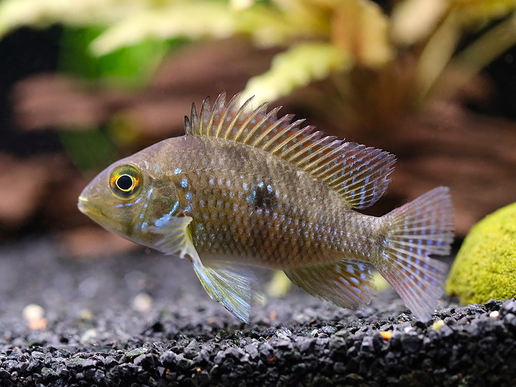 South & Central American Cichlids – Aquatic Arts