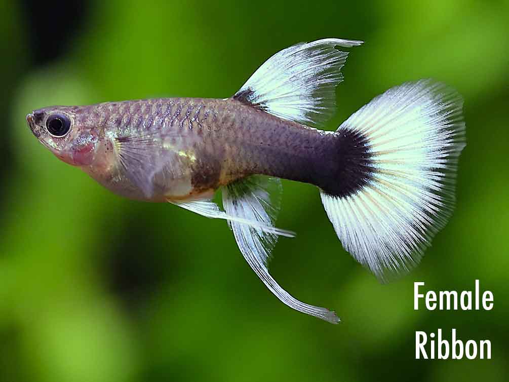 German Tuxedo Guppy (Poecilia reticulata) - Tank Bred
