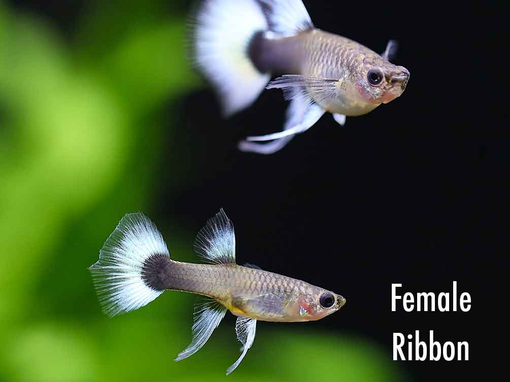 German Tuxedo Guppy (Poecilia reticulata) - Tank Bred