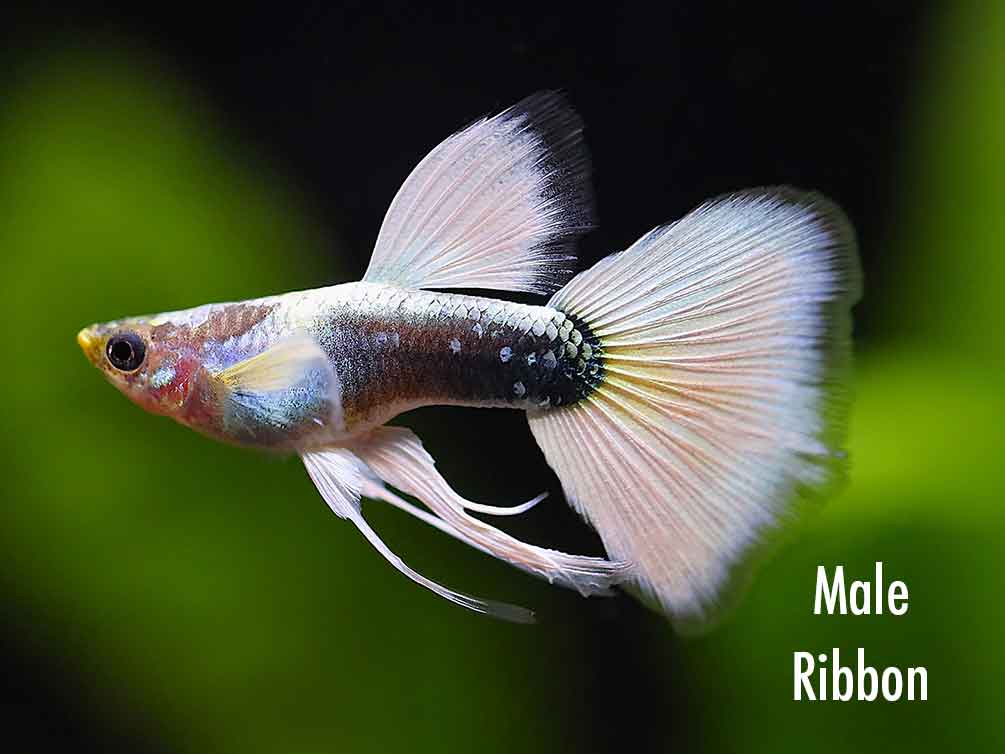 German Tuxedo Guppy (Poecilia reticulata) - Tank Bred