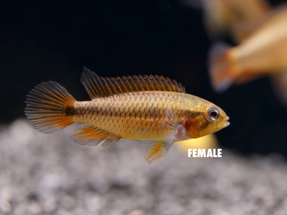 German Blue Redtail Agassizi Dwarf Cichlid (Apistogramma agassizi) - TANK-BRED!