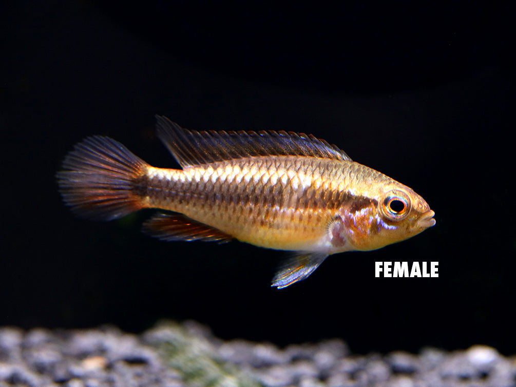 German Blue Redtail Agassizi Dwarf Cichlid (Apistogramma agassizi) - TANK-BRED!