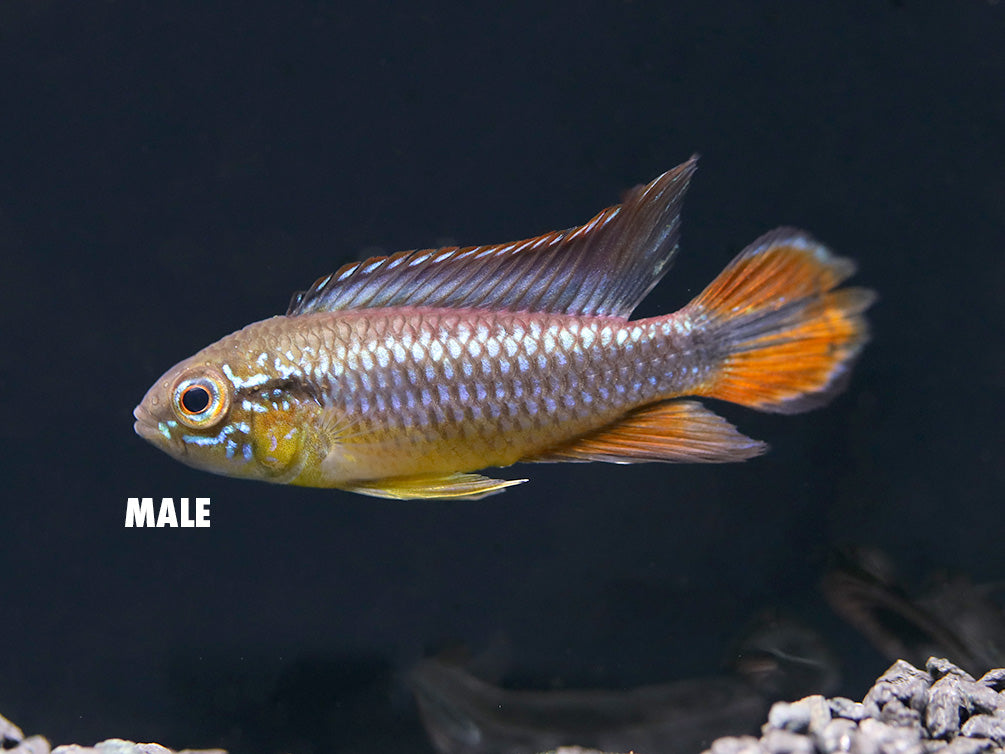 German Blue Redtail Agassizi Dwarf Cichlid Pair (Apistogramma agassizi) - TANK-BRED!