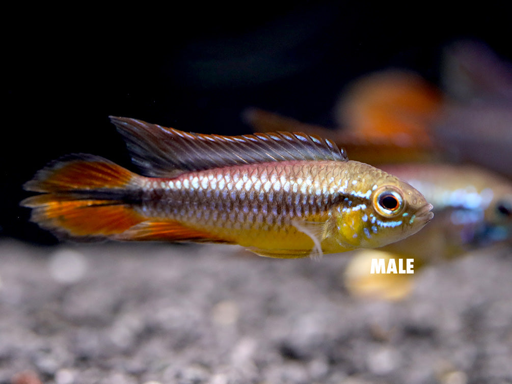 German Blue Redtail Agassizi Dwarf Cichlid Pair (Apistogramma agassizi) - TANK-BRED!