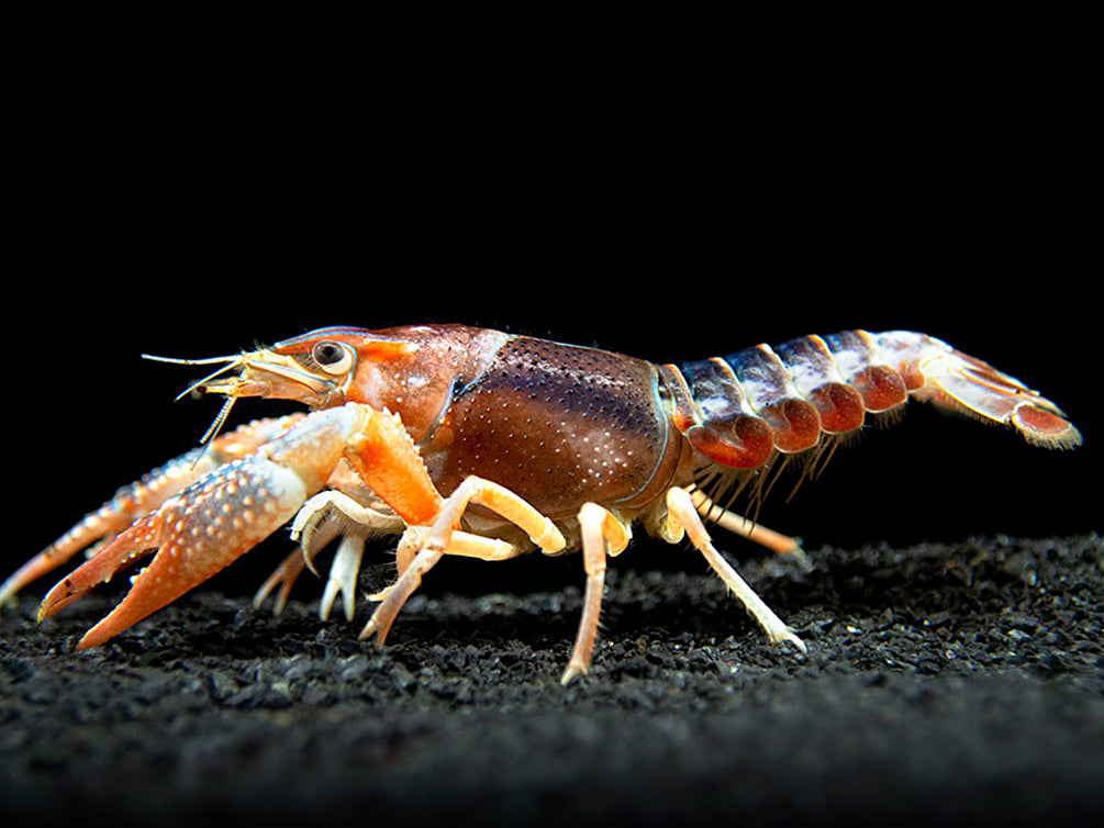 Ghost Crayfish (Procambarus clarkii var. "Ghost") - Tank-Bred!