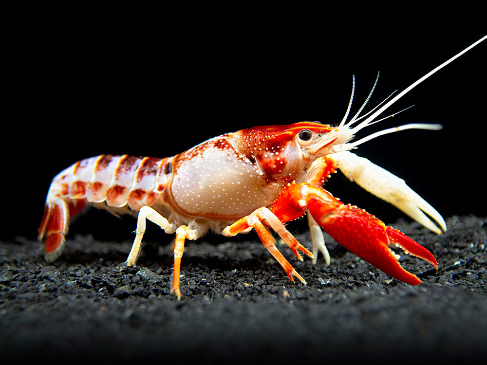 Ghost Crayfish (Procambarus clarkii var. "Ghost") - Tank-Bred!