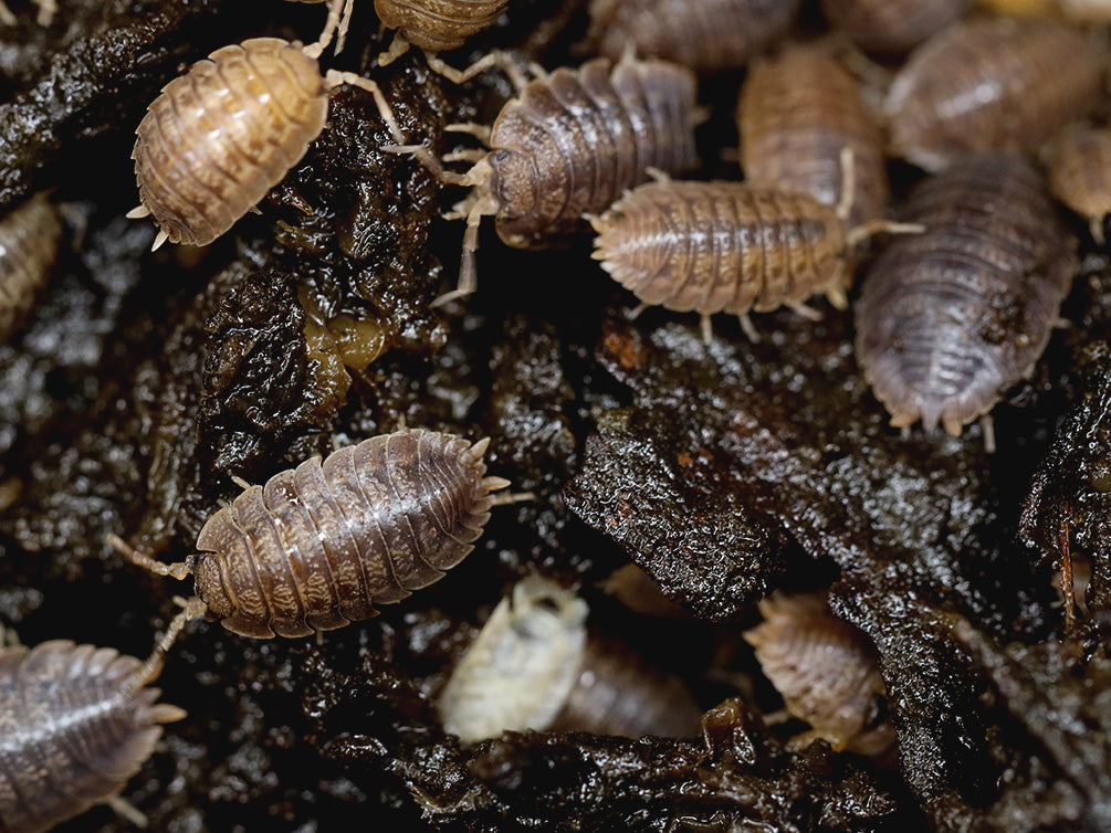 Giant Canyon Isopods (Porcellio dilatatus 'Giant Canyon')