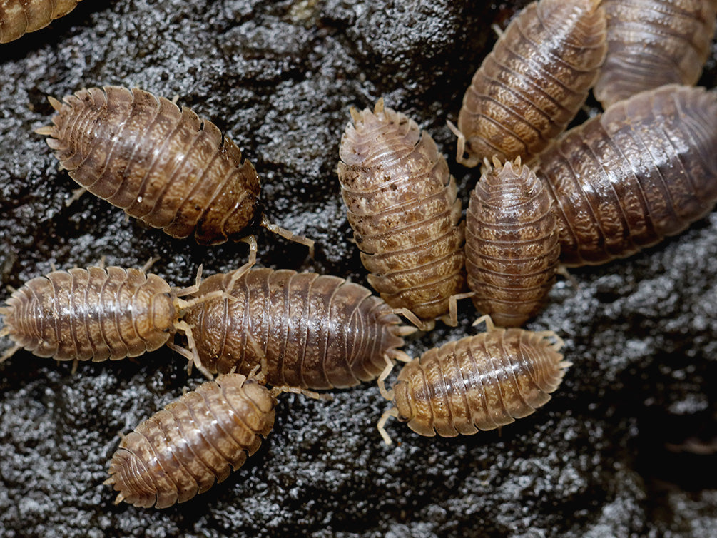 Giant Canyon Isopods (Porcellio dilatatus 'Giant Canyon')