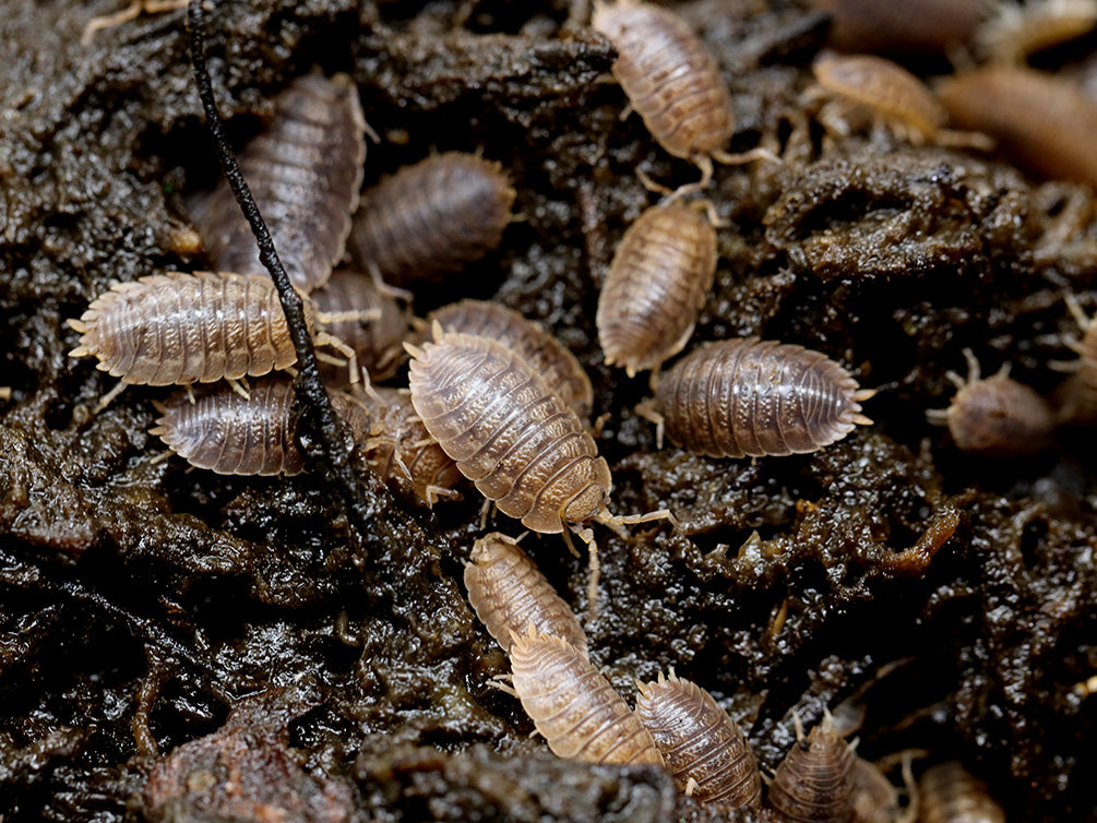 Giant Canyon Isopods (Porcellio dilatatus 'Giant Canyon')