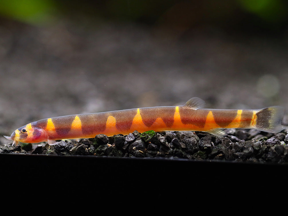 Giant Kuhli Loach (Pangio myersi)