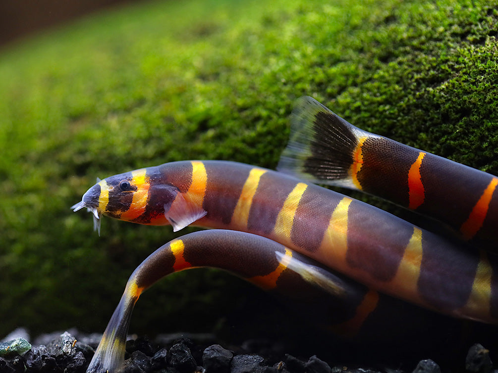 Giant Kuhli Loach (Pangio myersi)