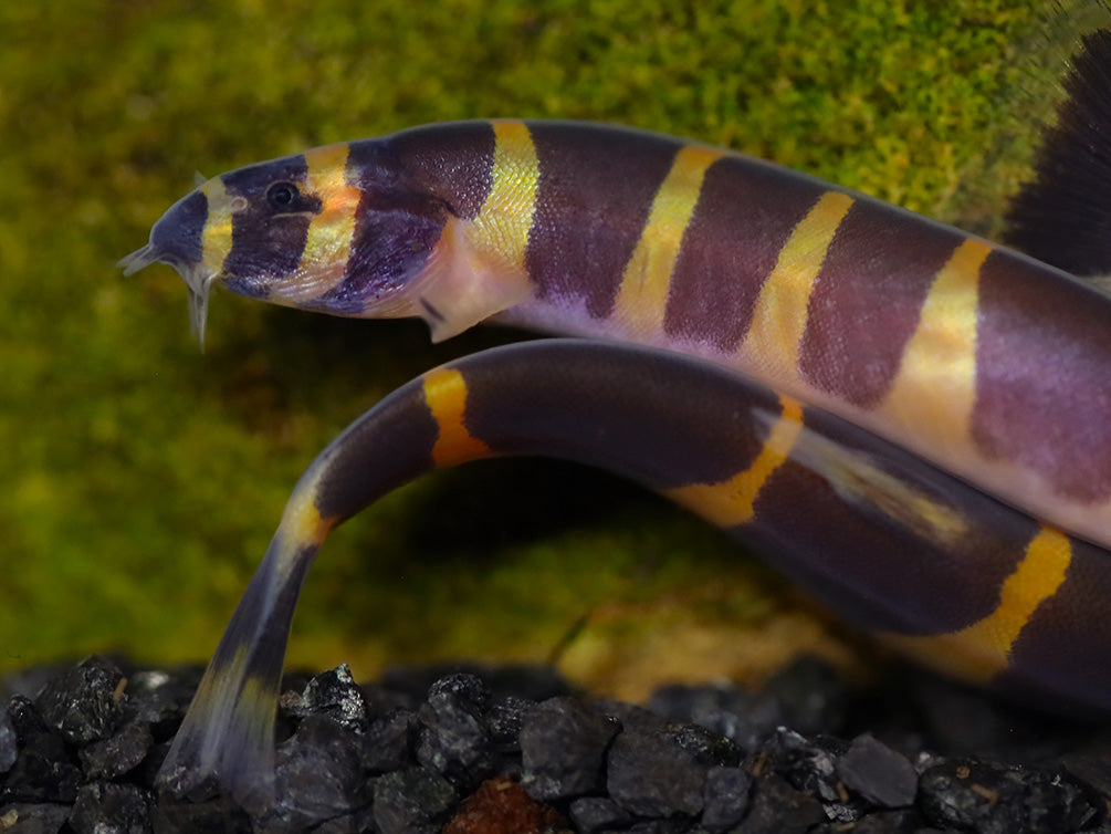 Giant Kuhli Loach (Pangio myersi)