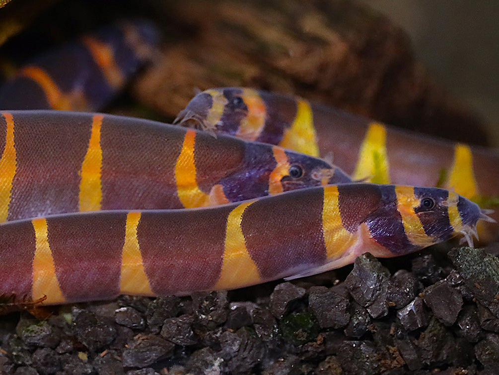 Giant Kuhli Loach (Pangio myersi)