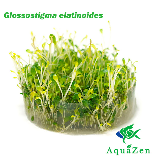 Glosso (Glossostigma elatinoides) Tissue Culture