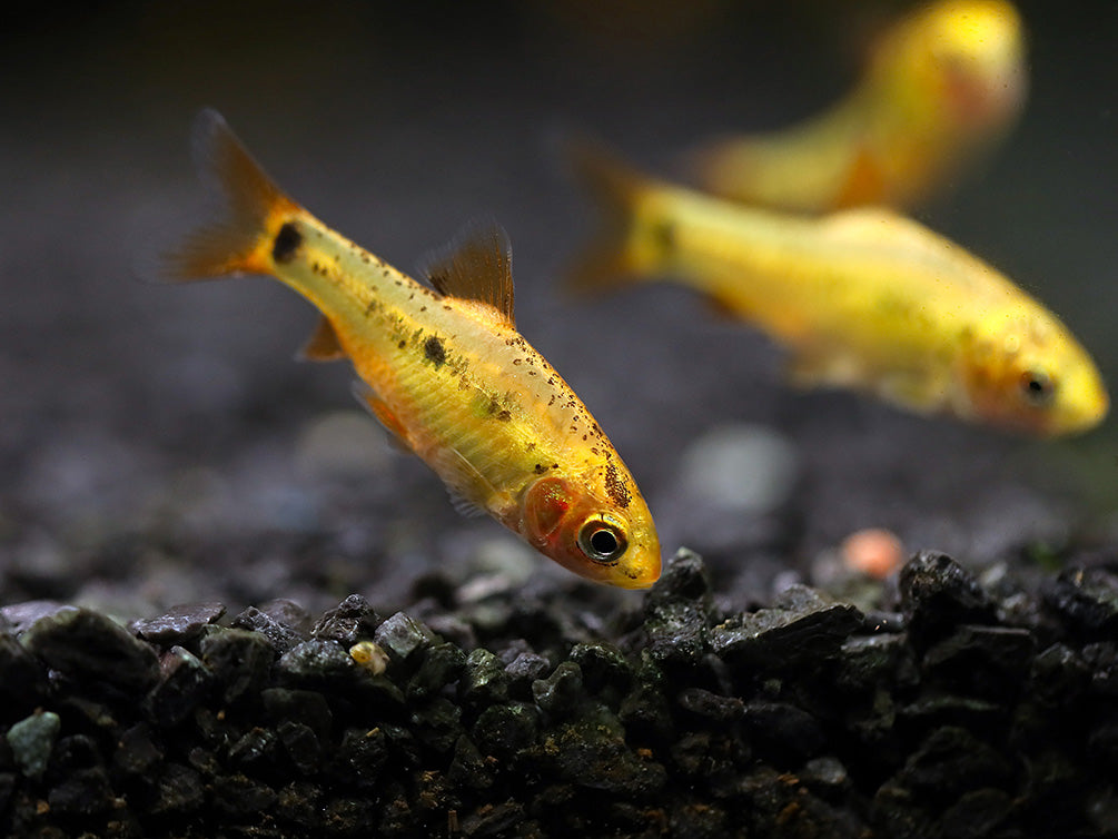Gold Barb (Puntius semifasciolatus) – Tank Bred