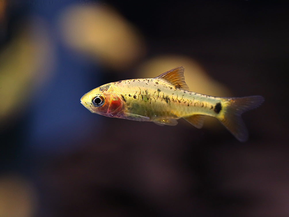 Gold Barb (Puntius semifasciolatus) – Tank Bred