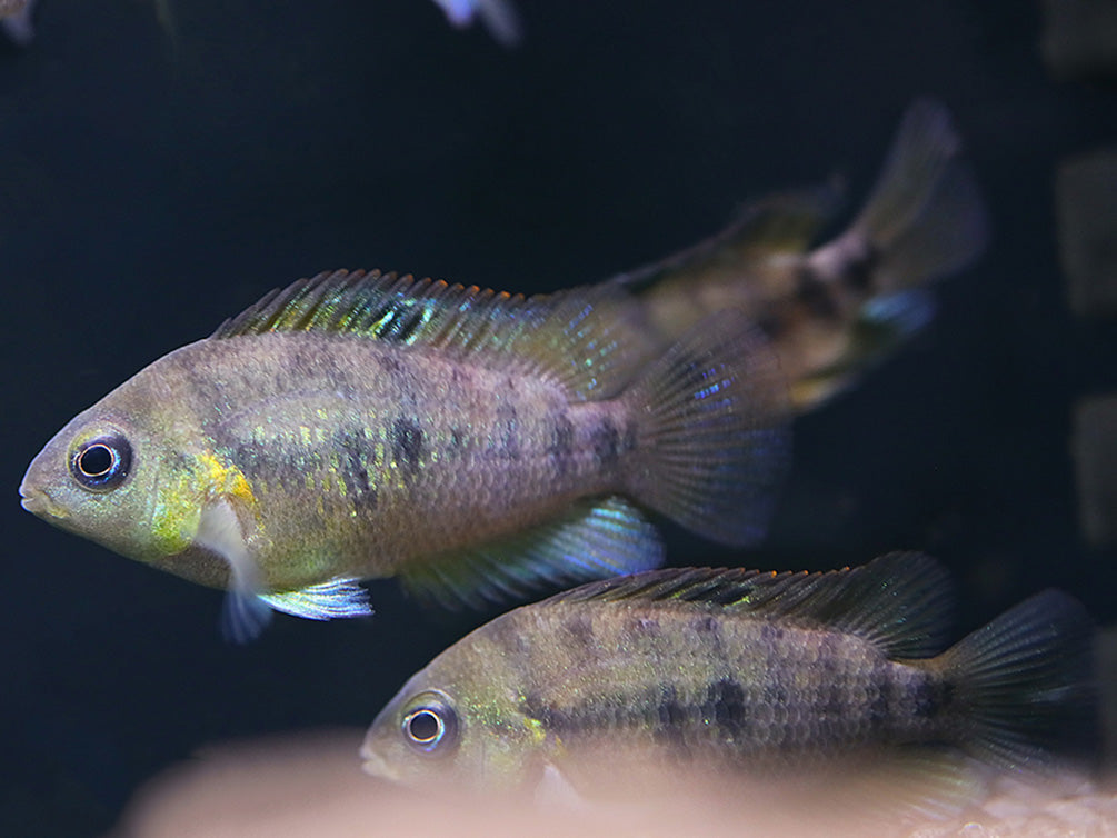 Gold Convict Cichlid (Amatitlania nanolutea "Gold") – Locally Bred