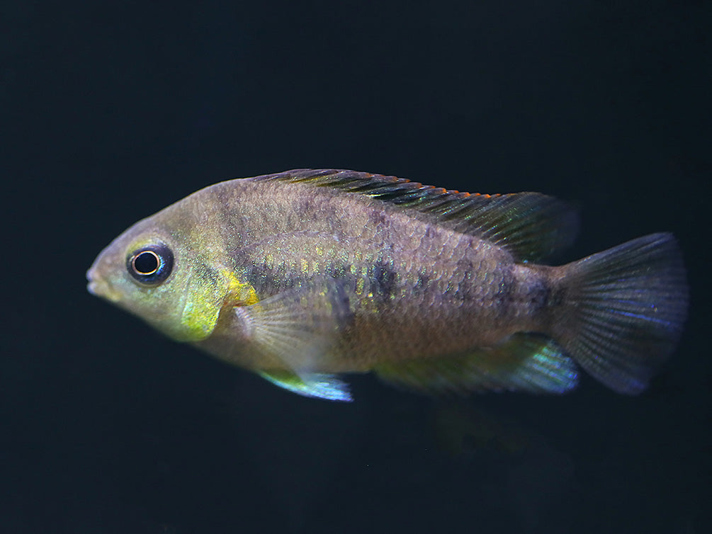 Gold Convict Cichlid (Amatitlania nanolutea "Gold") – Locally Bred