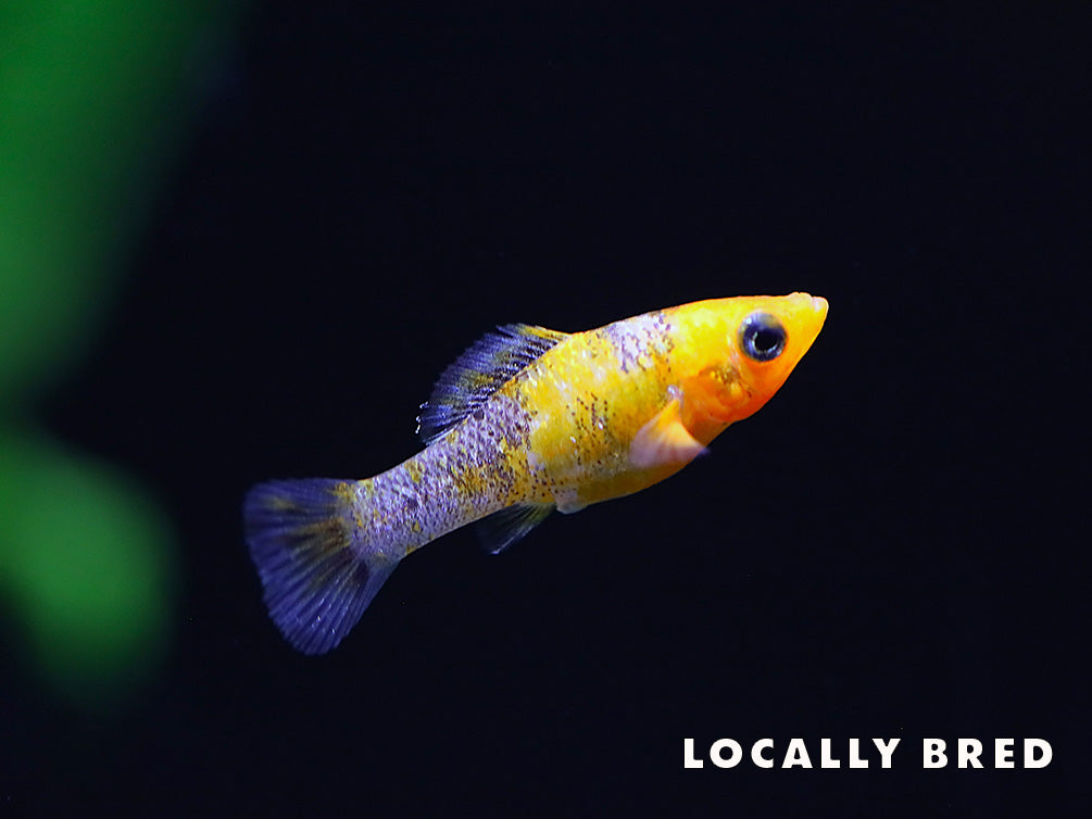 Gold Dust Sailfin Molly (Poecilia latipinna)