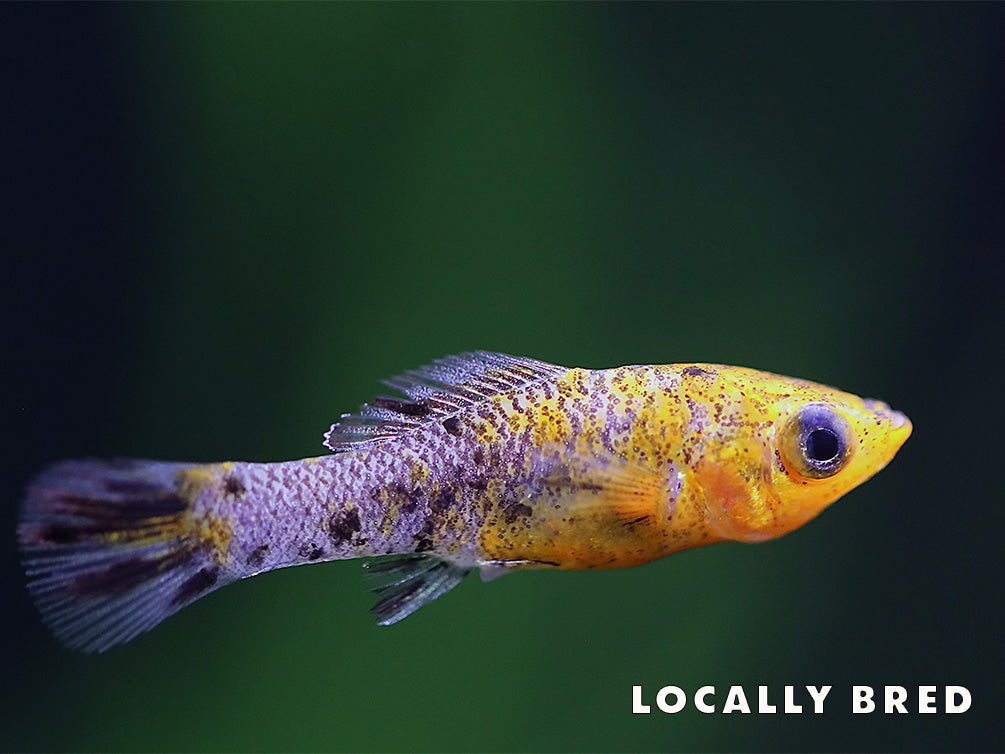 Gold Dust Sailfin Molly (Poecilia latipinna)