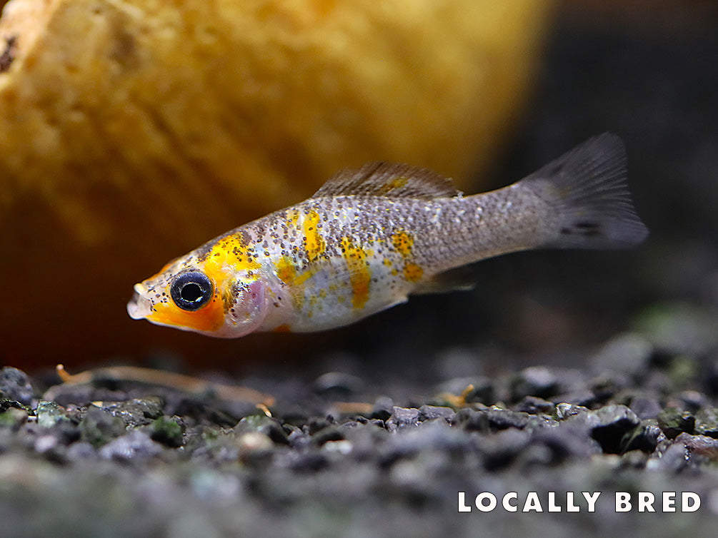 Gold Dust Sailfin Molly (Poecilia latipinna)
