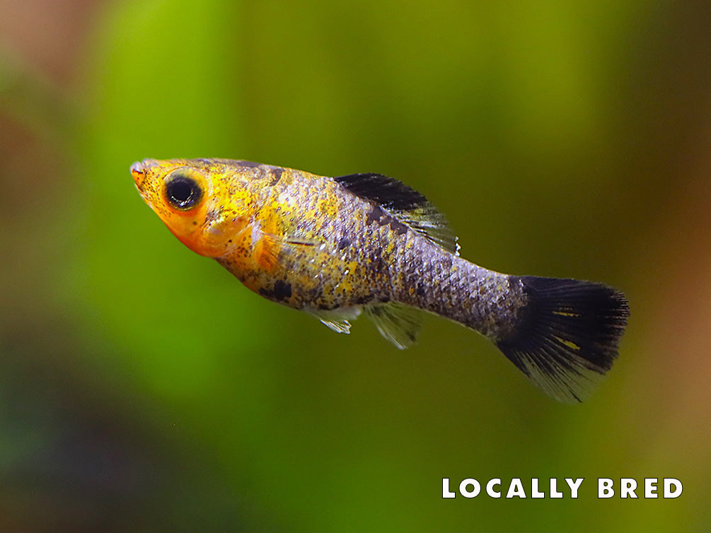 Gold Dust Sailfin Molly (Poecilia latipinna)