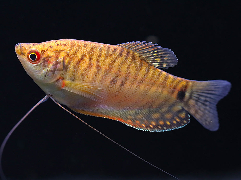 Gold Gourami (Trichopodus trichopterus 'Gold') - Tank Bred – Aquatic Arts