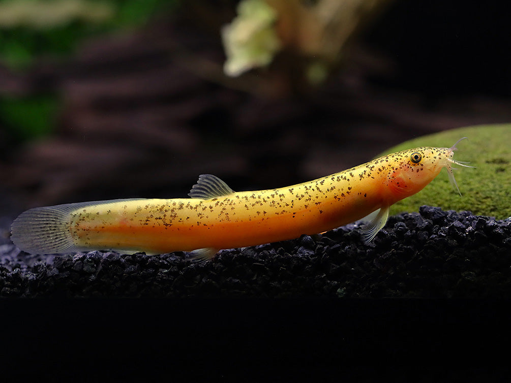 Gold Leopard Dojo Loach (Misgurnus anguillicaudatus) – Tank-Bred Fish