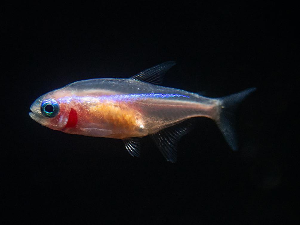 Gold Neon Tetra (Paracheirodon innesi - Gold Variant), USA Bred