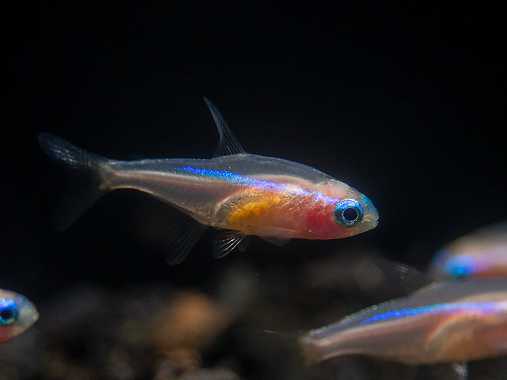 Gold Neon Tetra (Paracheirodon innesi - Gold Variant), USA Bred