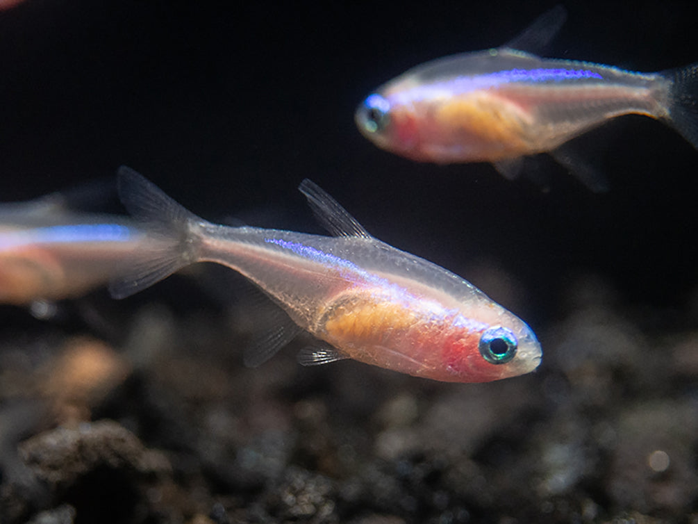 Gold Neon Tetra (Paracheirodon innesi - Gold Variant), USA Bred