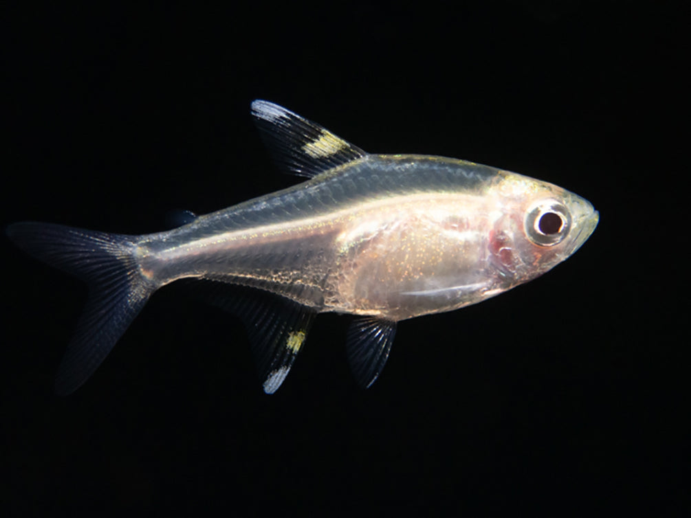 Golden X-Ray Tetra (Pristella maxillaris), Tank Bred