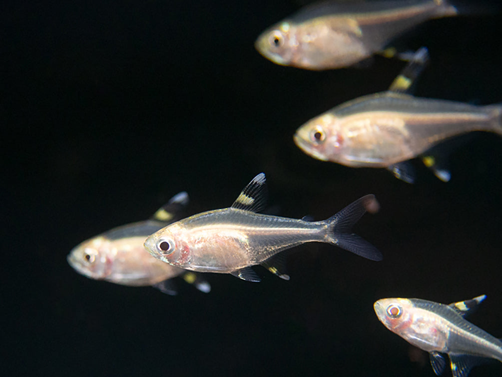 Golden X-Ray Tetra (Pristella maxillaris), Tank Bred