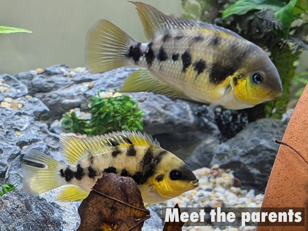 Gold Convict Cichlid (Amatitlania nanolutea "Gold") – Locally Bred