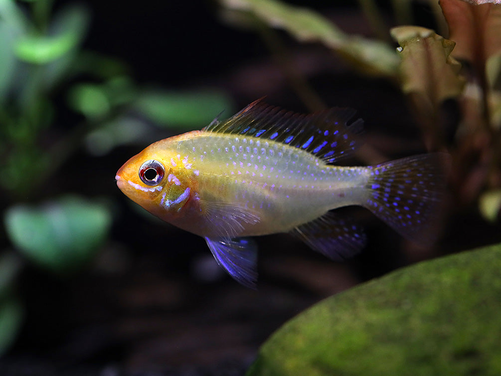 Garanman Raram Blue Ram Cichlid Size