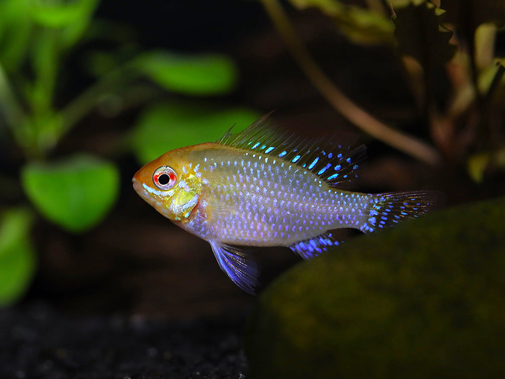 Gold Face Electric Blue Ram Cichlid (Mikrogeophagus ramirezi "Gold Face Electric Blue") -  Tank-Bred!