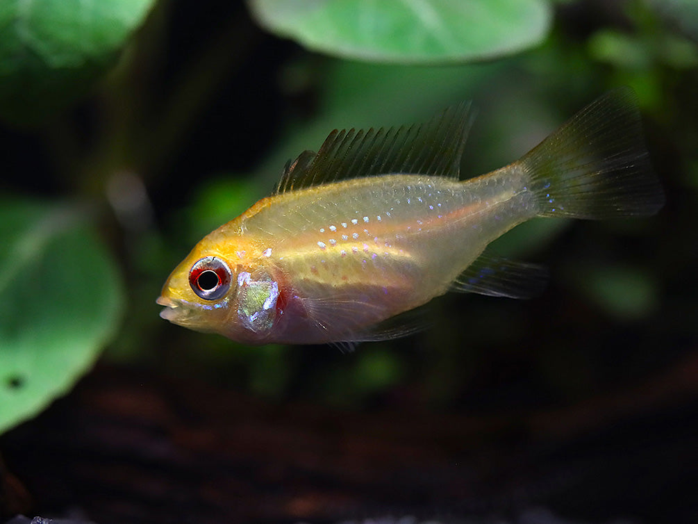 Gold Face Electric Blue Ram Cichlid (Mikrogeophagus ramirezi "Gold Face Electric Blue") -  Tank-Bred!