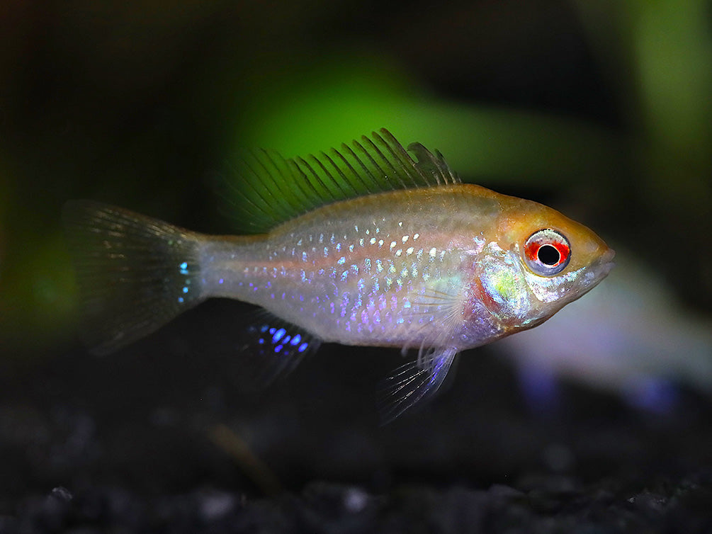 Gold Face Electric Blue Ram Cichlid (Mikrogeophagus ramirezi "Gold Face Electric Blue") -  Tank-Bred!
