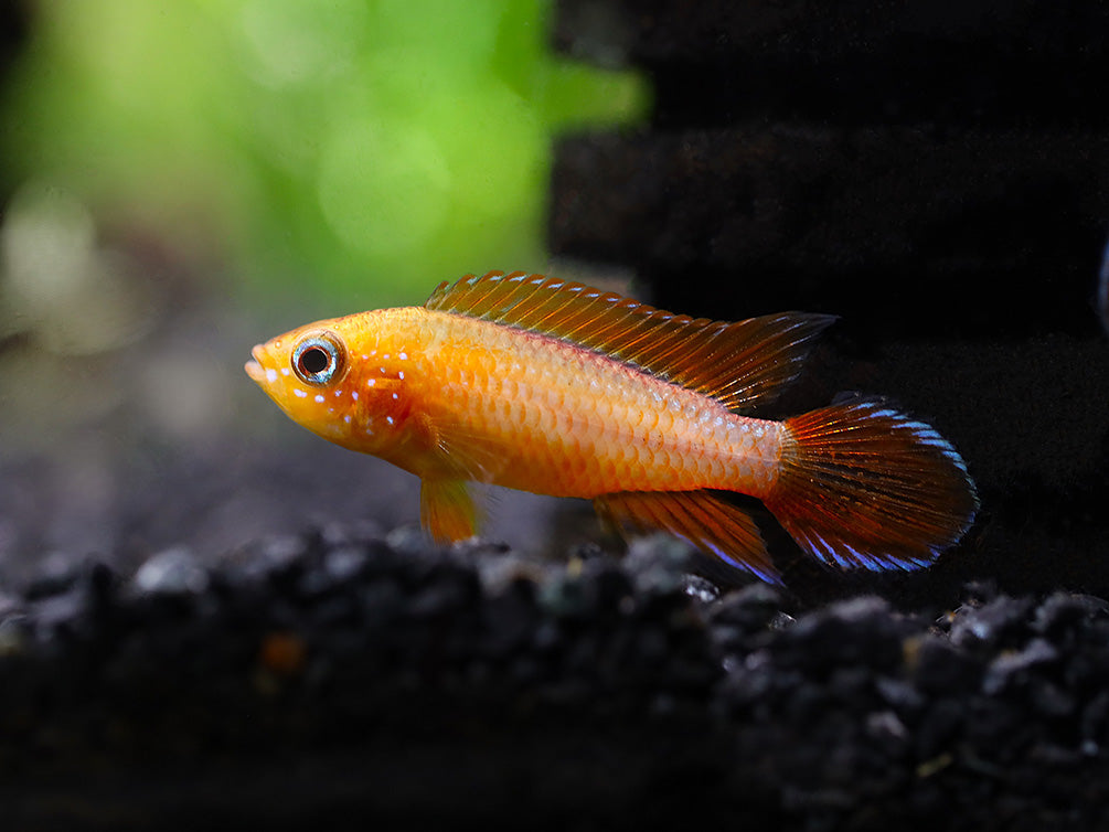 Gold Fire Red Agassizi's Dwarf Cichlid (Apistogramma cf. agassizii), Tank-Bred