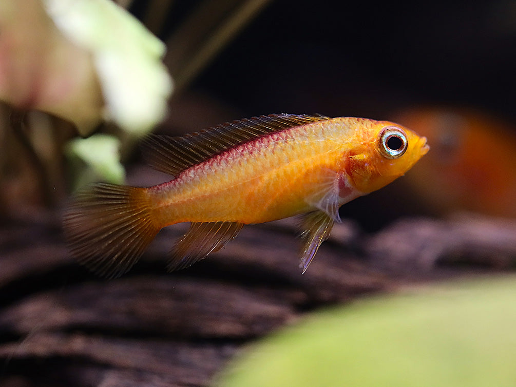 Gold Fire Red Agassizi's Dwarf Cichlid (Apistogramma cf. agassizii), Tank-Bred