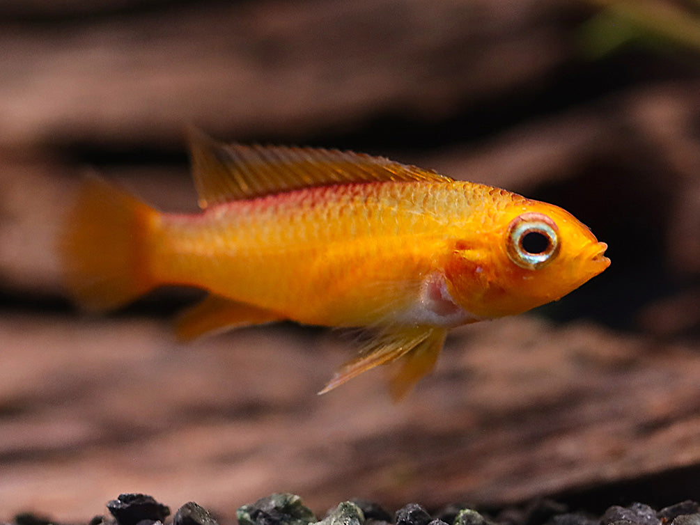 Gold Fire Red Agassizi's Dwarf Cichlid (Apistogramma cf. agassizii), Tank-Bred