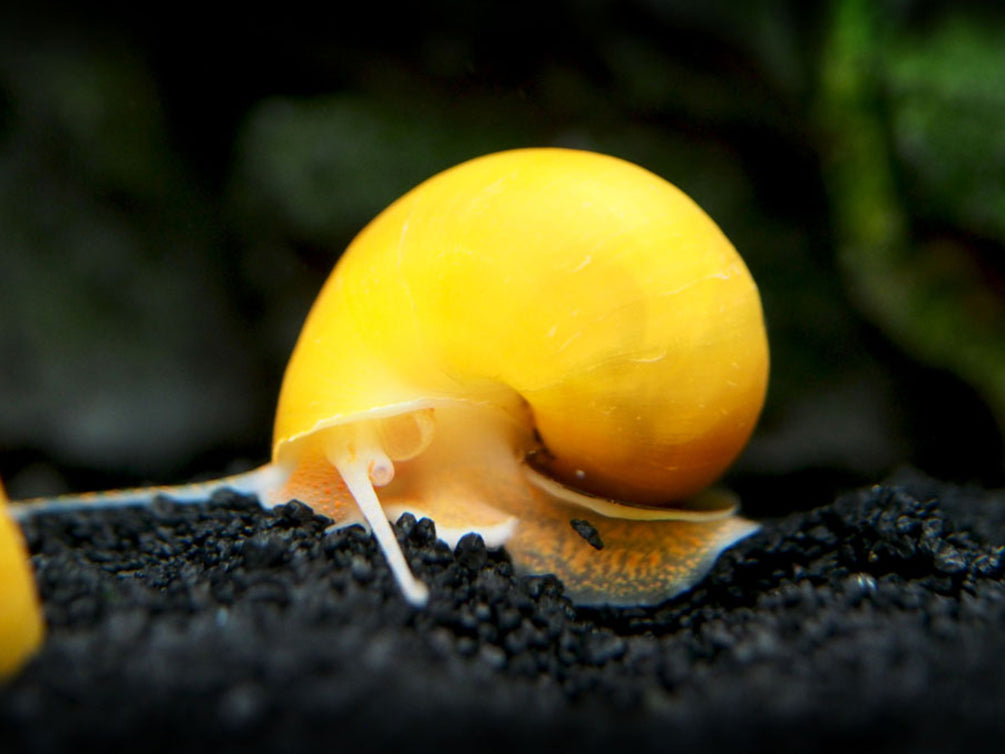 Golden Mystery Snails (Pomacea bridgesii) - Aquatic Arts