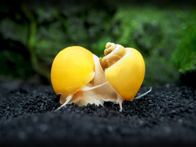 Aquatic Arts Golden Mystery Snails  for sale 