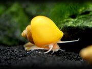 Aquatic Arts Golden Mystery Snails for sale