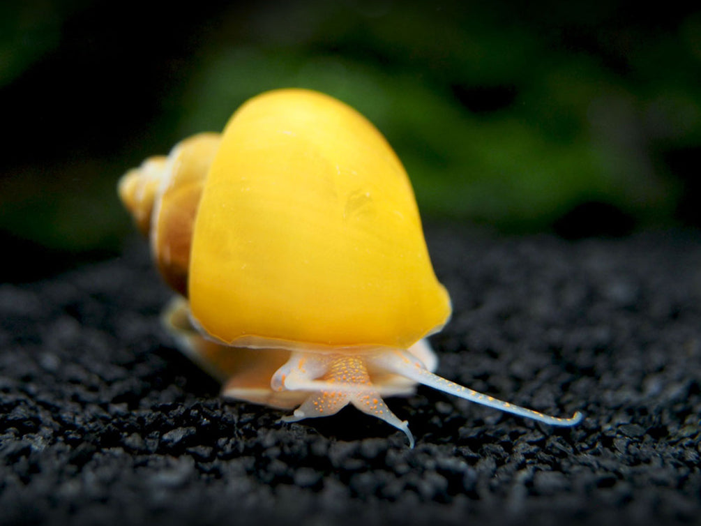 Aquatic Arts Golden Mystery Snails for sale