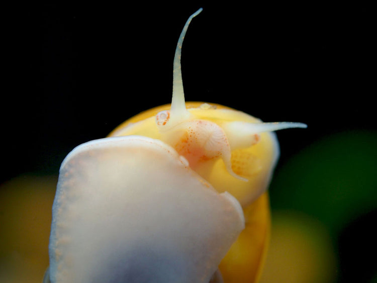 Aquatic Arts Golden Mystery Snails for sale