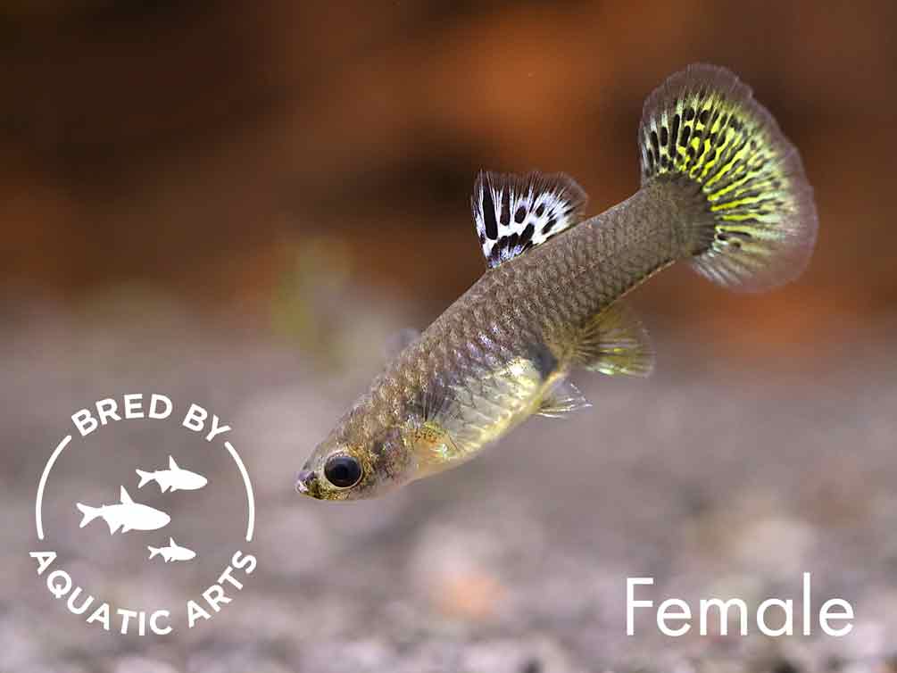 Golden Dragon Guppy (Poecilia reticulata) – Bred by Aquatic Arts™