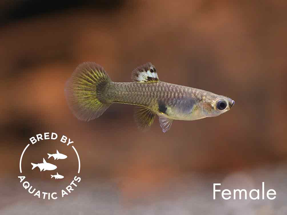 Golden Dragon Guppy (Poecilia reticulata) – Bred by Aquatic Arts™