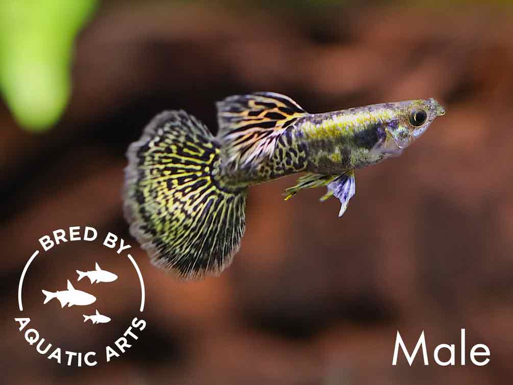 Golden Dragon Guppy (Poecilia reticulata) – Bred by Aquatic Arts™